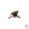 Dog - Copperchio